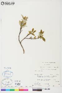 Salix glauca image