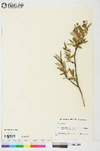 Salix glauca image