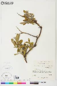 Salix glauca var. acutifolia image