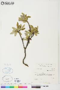 Salix glauca var. acutifolia image