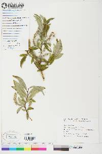 Salix glauca var. acutifolia image