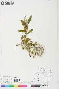 Salix glauca var. acutifolia image