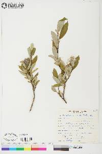 Salix glauca image