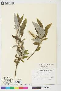 Salix glauca var. acutifolia image