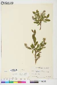 Salix glauca var. acutifolia image