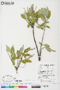 Salix glauca image