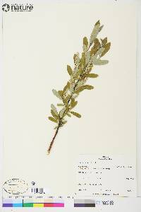 Salix glauca image