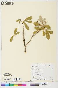 Salix glauca image