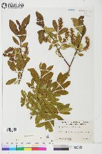 Salix glauca image