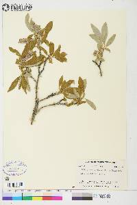 Salix glauca var. acutifolia image