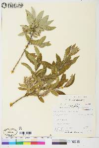 Salix glauca var. acutifolia image