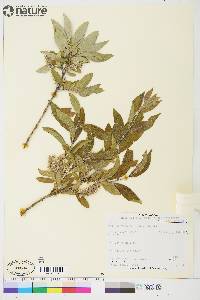 Salix glauca image