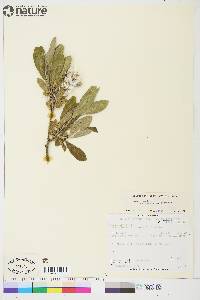 Salix glauca var. acutifolia image