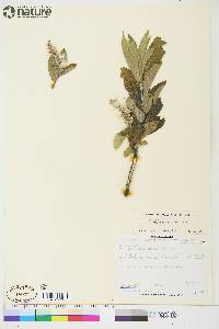 Salix glauca image