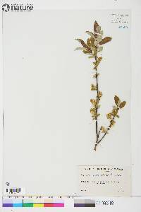 Salix glauca image