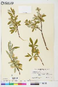 Salix glauca image