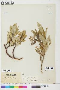 Salix glauca image