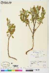 Salix glauca var. villosa image