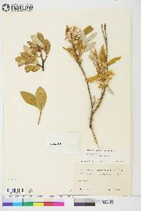 Salix glauca var. villosa image