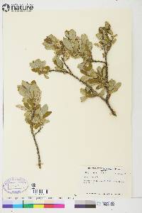 Salix glauca image