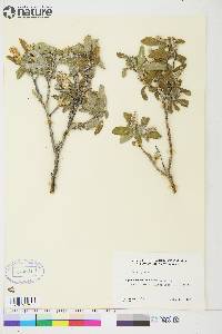 Salix glauca image