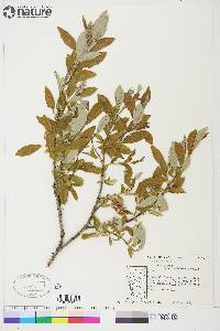 Salix glauca var. acutifolia image