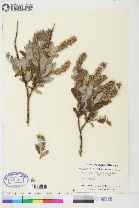 Salix glauca var. acutifolia image