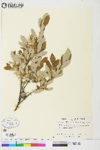 Salix glauca image