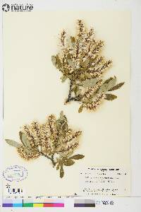 Salix glauca image