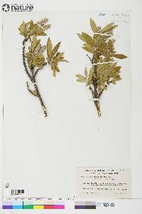 Salix glauca var. acutifolia image