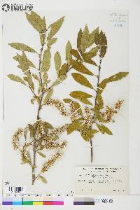 Salix glauca var. acutifolia image