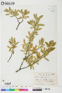 Salix glauca var. acutifolia image