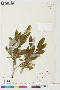 Salix glauca var. alicea image