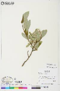 Salix glauca subsp. acutifolia image