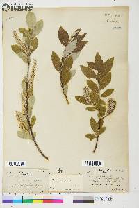 Salix glauca image