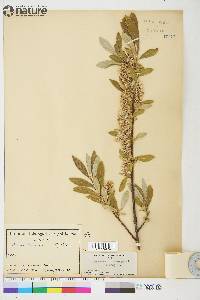 Salix glauca image