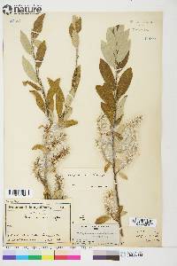 Salix glauca var. acutifolia image