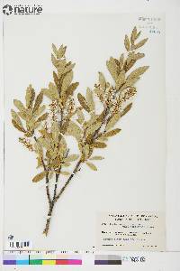 Salix glauca image