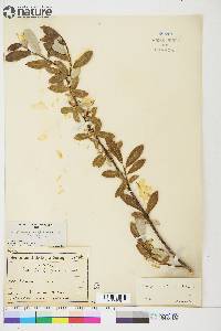 Salix glauca image