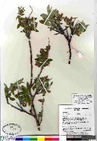 Salix glauca image