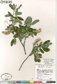 Salix glauca image