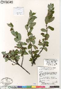 Salix glauca image