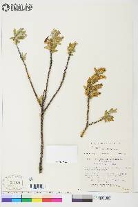 Salix glauca image