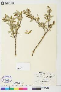 Salix glauca var. acutifolia image