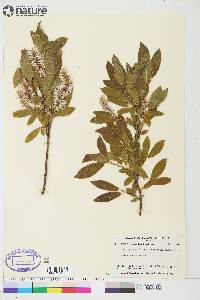 Salix glauca var. acutifolia image