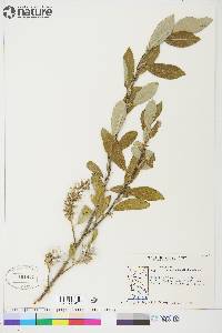 Salix glauca var. acutifolia image