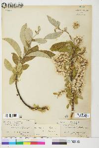 Salix glauca image