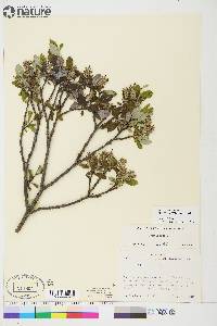 Salix glauca image