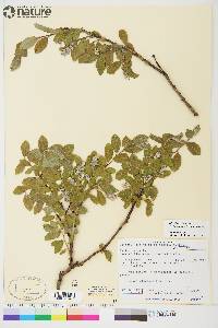 Salix glauca image