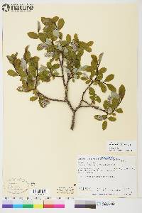 Salix glauca image